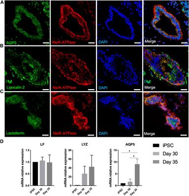 Development of lacrimal gland organoids from iPSC derived multizonal ocular cells